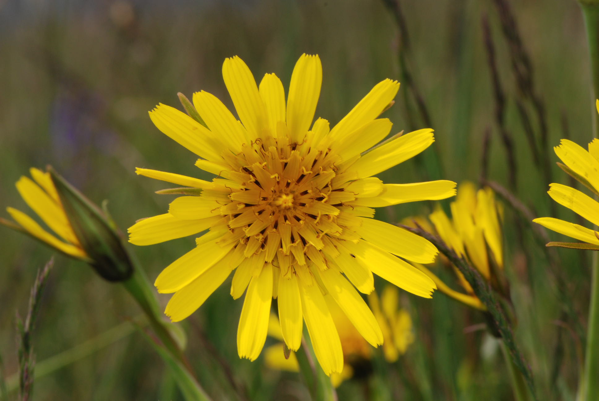 Tragopogon pratensis / Barba di becco comune